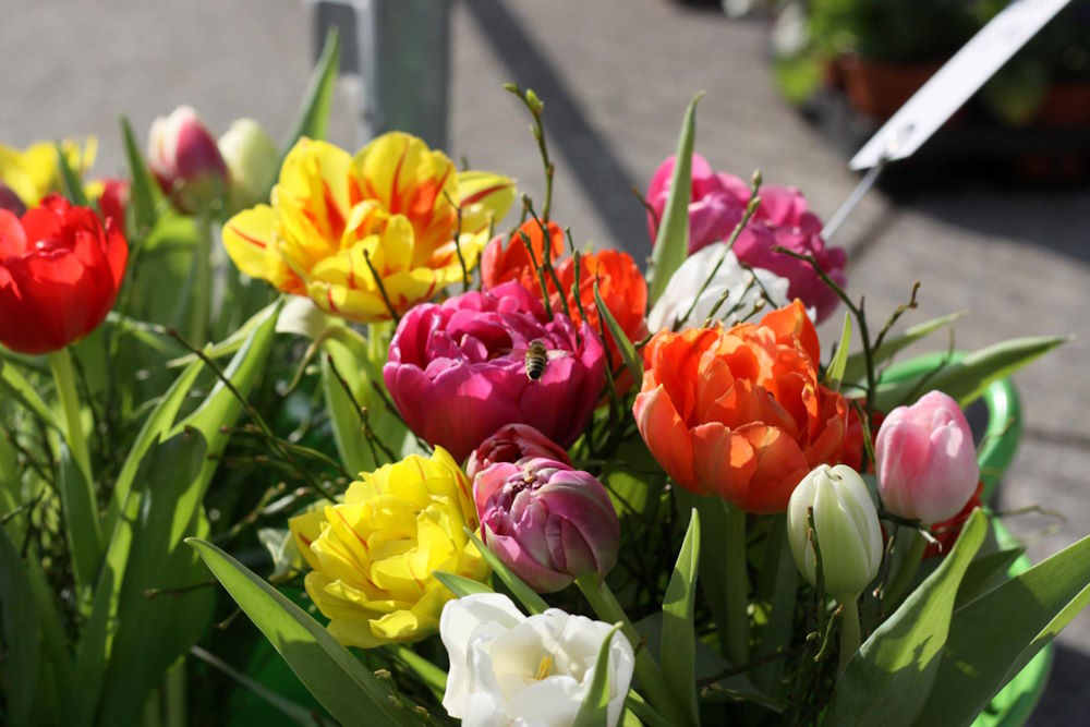 Blumen